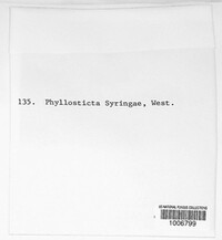 Ascochyta syringae image